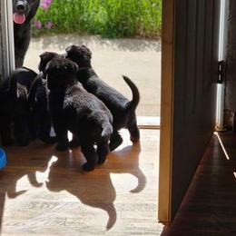 German Shepherd Puppies from Von Schwarzwald German Shepherds
