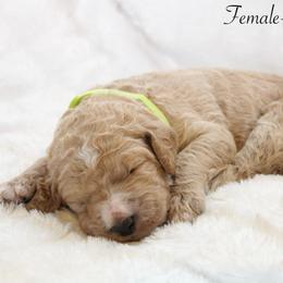 Shay - Apricot female Goldendoodle puppy in Cherry Creek, New York from Doodles Pups of NY