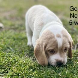 Georgie AKC - Black tan and white male Beagle puppy in Rogersville, Missouri from Hales Little Beagle Haven