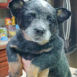 Wide mask standard Blue ( Red mrkg) - Blue female Australian Cattle Dog puppy in Lenoir, North Carolina from Blue Coyote Ranch