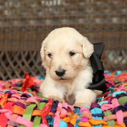 Australian Labradoodle, Bernedoodle, and Goldendoodle Puppies from Golden Fields Doodles