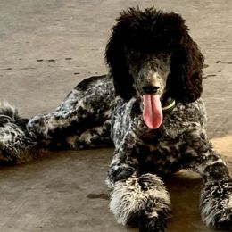 Poodles from Puppy Palace Paw’s