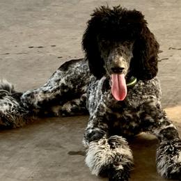 Poodles from Puppy Palace Paw’s