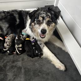 Miniature Australian Shepherd puppies from Goading Glee Glade