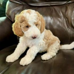Teddy - Parti male Goldendoodle puppy in Cleburne, Texas from Doodles of the Brazos