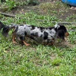 Maria - Dachshund
