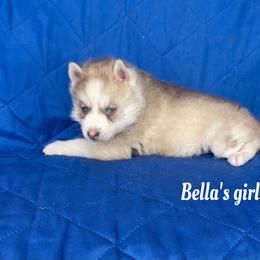 Bella's girl - Sable and white female Siberian Husky puppy in Ocala, Florida from Florida Husky Puppies