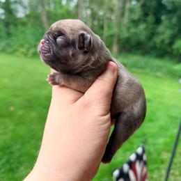 Dom - Fawn male French Bulldog puppy in Washington, Pennsylvania from Crooked Pine French Bulldogs