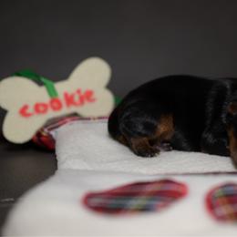 Girl 1 - Black and tan female Yorkshire Terrier puppy in Carmichael, California from Mckeever's Yorkies