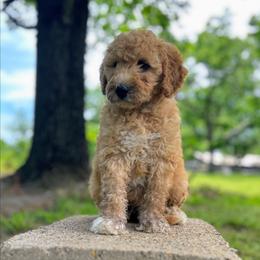 Phoenix - Apricot female Goldendoodle puppy in Pittsburg, Texas from Grace Springs Goldendoodles