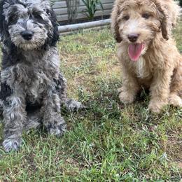 Golden Aussiedoodle and Goldendoodle Puppies from Law Doodles of SC