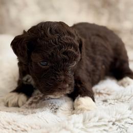 Coco-TOY - Brown female Poodle puppy in Purdy, Missouri from The Dynasty