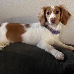 Hazel - Dachshund