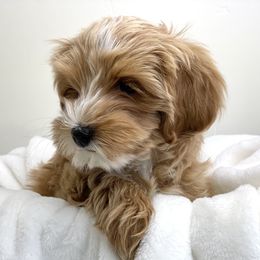 Australian Labradoodle Puppies from Grand Peaks Labradoodles