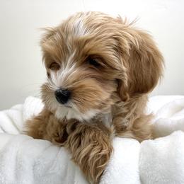Australian Labradoodle Puppies from Grand Peaks Labradoodles