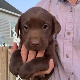 Bentley - Chocolate male Labrador Retriever puppy in Archer Lodge, North Carolina from Archer Lodge Labradors