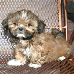 Mike - Red male Shih Tzu puppy in Wild Rose, Wisconsin from Sorenson's Shih-tzus