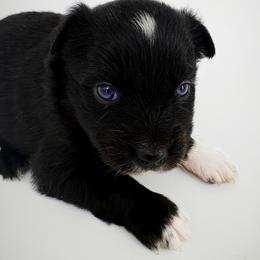 Page - Black female Toy Australian Shepherd puppy in Smithville, Arkansas from Cooper Creek Aussies