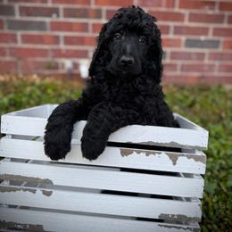 Austin - Black male Poodle puppy in Houston, Texas from McEnery Standard Poodles