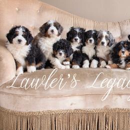 Bernedoodles and Cavapoos from Lawler’s Legacy Litters