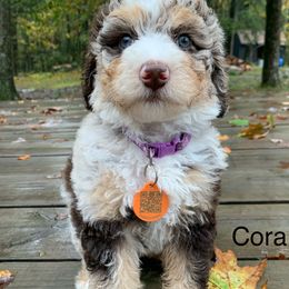Cora - Chocolate merle female Bernedoodle puppy in New Ringgold, Pennsylvania from Hawk Mountain Doodles