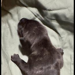Dark Brindle - Brindle female Mountain Cur puppy in Georgetown, Ohio from Walnut Ridge Mountain Curs
