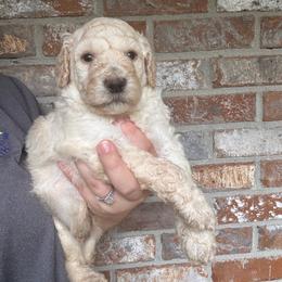 River - Cream male Poodle puppy in Osyka, Mississippi from Southern Sunshine Standards