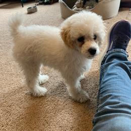 Gus - Parti male Poodle puppy in Haddam, Kansas from Golden B Acres