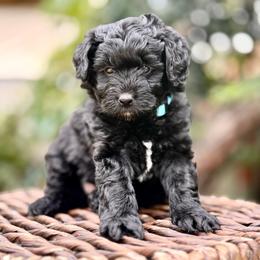 Lucy - female Australian Mountain Doodle puppy in Highland, Utah from Angel Pups Deluxe