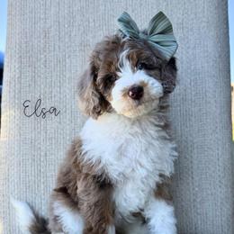 Elsa - Chocolate merle female Bernedoodle puppy in Owasso, Oklahoma from Kallams Bernedoodles & Bernese Mountain Dogs