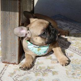 French Bulldog Puppies from Camp Fine Frenchies