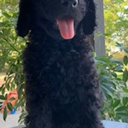 Goldendoodle Puppies from Country Care Pet Spa and Hotel, LLC