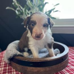 Penne - White and red female Bordoodle puppy in Valley Center, California from Circle R Valley Bordoodls