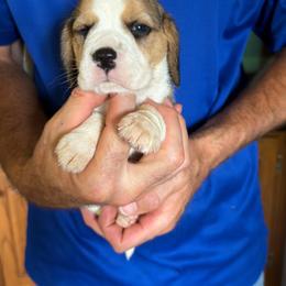 Annie - Black red and white female Beagle puppy in Rockwell, North Carolina from Knockhill Beagles