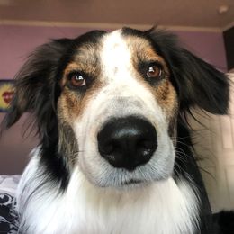 Why - English Shepherd