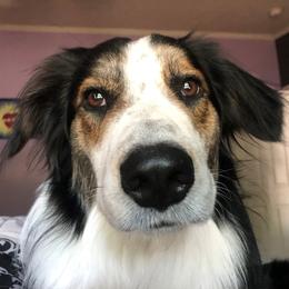 Why - English Shepherd