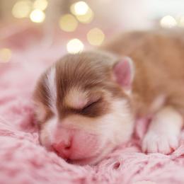 Matcha - Red and white male Pomsky puppy in Trenton, Texas from Blissful Paws Pomskies
