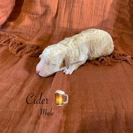 Cider - Orange male Lagotto Romagnolo puppy in Minster, Ohio from 1880 Lagotto