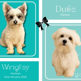 Morkie puppies from Lil Luxe Pups