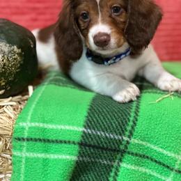 Scooter/ teal collar - Dachshund puppy from Northland Dachshunds