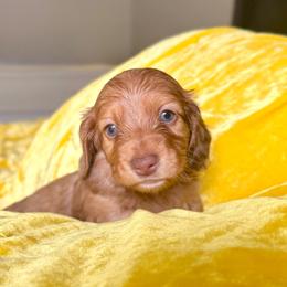 Franklin - Dapple male Dachshund puppy in Austin, Texas from Duchess Daphne's Doxie Empire