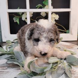 Aussiedoodle and Goldendoodle Puppies from Hunting Creek Kennels