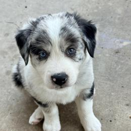 Girl 1 - female Border Collie puppy in Harlingen, Texas from KAR3 Farms
