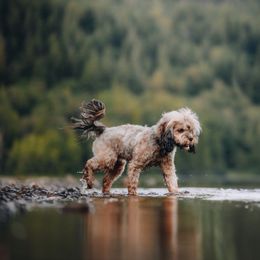 Georgette - Cockapoo