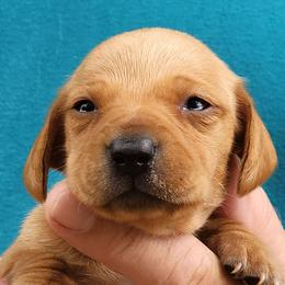 Girl 1 - Red female Dachshund puppy in Paradise, Texas from C and J Minis