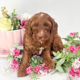 Alice - Caramel red female Australian Labradoodle puppy in Palmdale, California from Pixie Doodle Paws