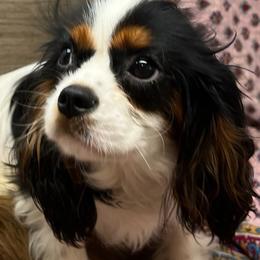 Yuli - Cavalier King Charles Spaniel