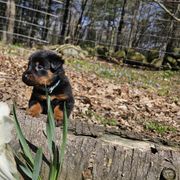 Navy Blue - Black and tan female Beauceron puppy in Strafford, New Hampshire from WildGoose Beaucerons