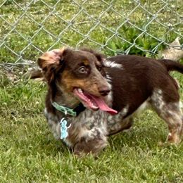 River - Dachshund