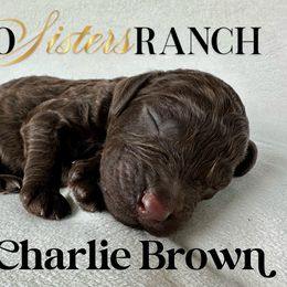 Charlie Brown - male Newfypoo puppy in Jackson, Missouri from Two Sisters Ranch, LLC